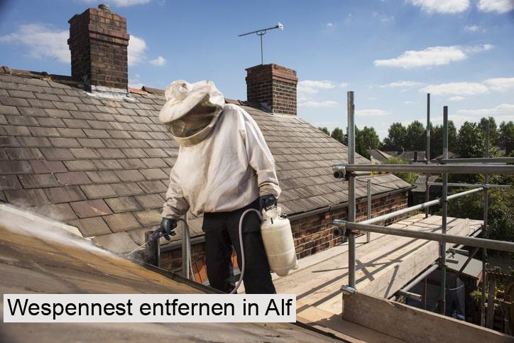 Wespennest entfernen in Alf